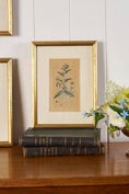 Load image into Gallery viewer, 18th Century English Hand Colored Botanical Book Plate (c. 1720) | Framed in the early 1900s
