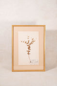 Load image into Gallery viewer, Framed Herbarium (Finland, c. 1928-30) Float Mount in Custom Gold Frame