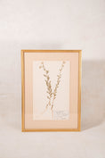 Load image into Gallery viewer, Framed Herbarium (Finland, c. 1928-30) Float Mount in Custom Gold Frame