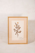 Load image into Gallery viewer, Framed Herbarium (Finland, c. 1928-30) Float Mount in Custom Gold Frame