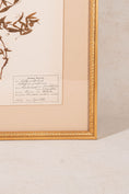 Load image into Gallery viewer, Framed Herbarium (Finland, c. 1928-30) Float Mount in Custom Gold Frame