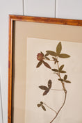 Load image into Gallery viewer, Framed Herbarium (Finland, c. 1928-30) Float Mount in Custom Burl Frame