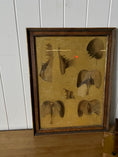 Load image into Gallery viewer, Early 20th Century English School Anatomy Prints with Walnut Frames + Inner Gilt