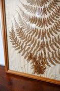 Load image into Gallery viewer, Antique Pressed Fern Specimen in Oak Frame