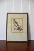 Load image into Gallery viewer, Antique Hand Colored Bird Engraving