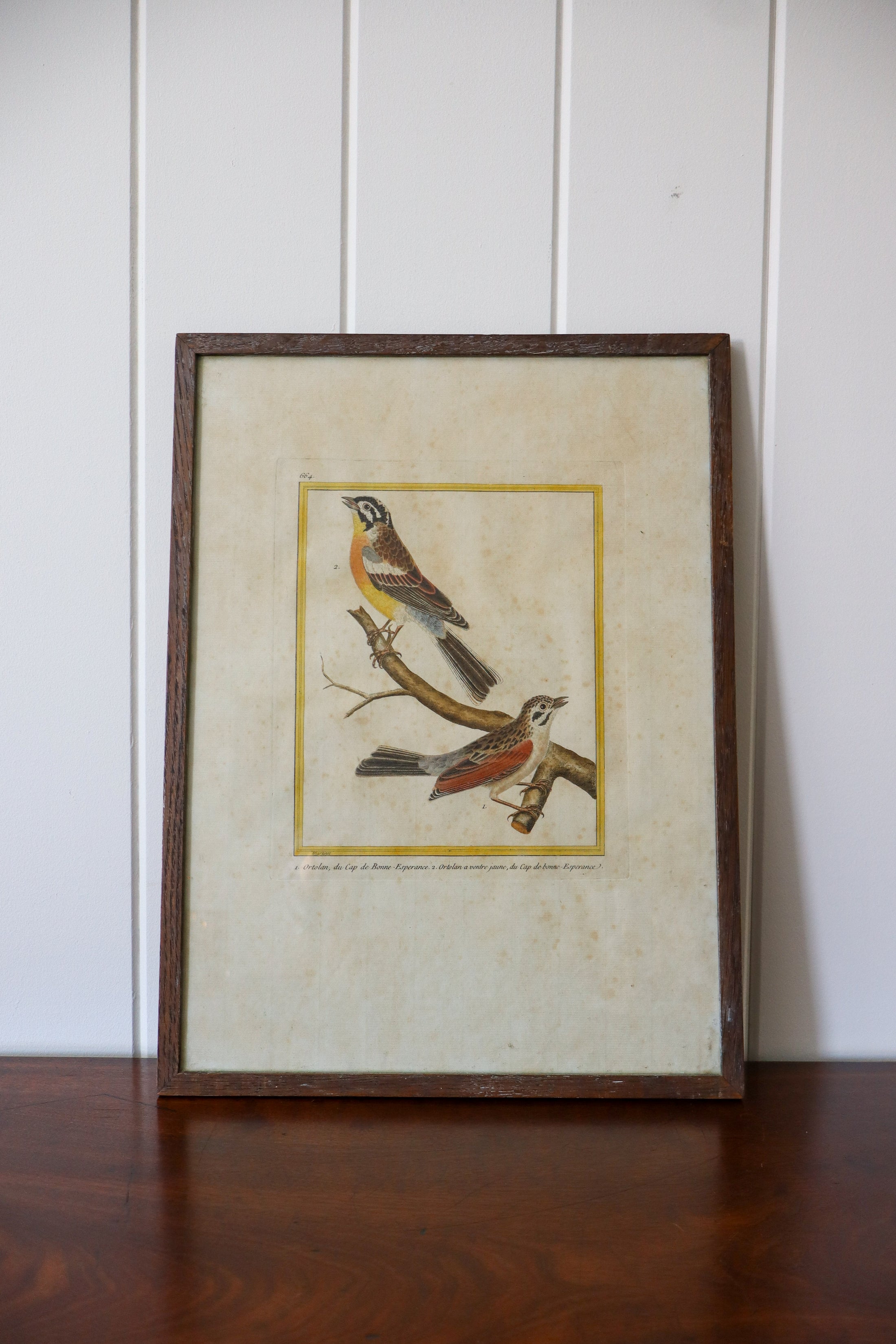 Antique Hand Colored Bird Engraving