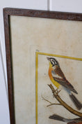 Load image into Gallery viewer, Antique Hand Colored Bird Engraving