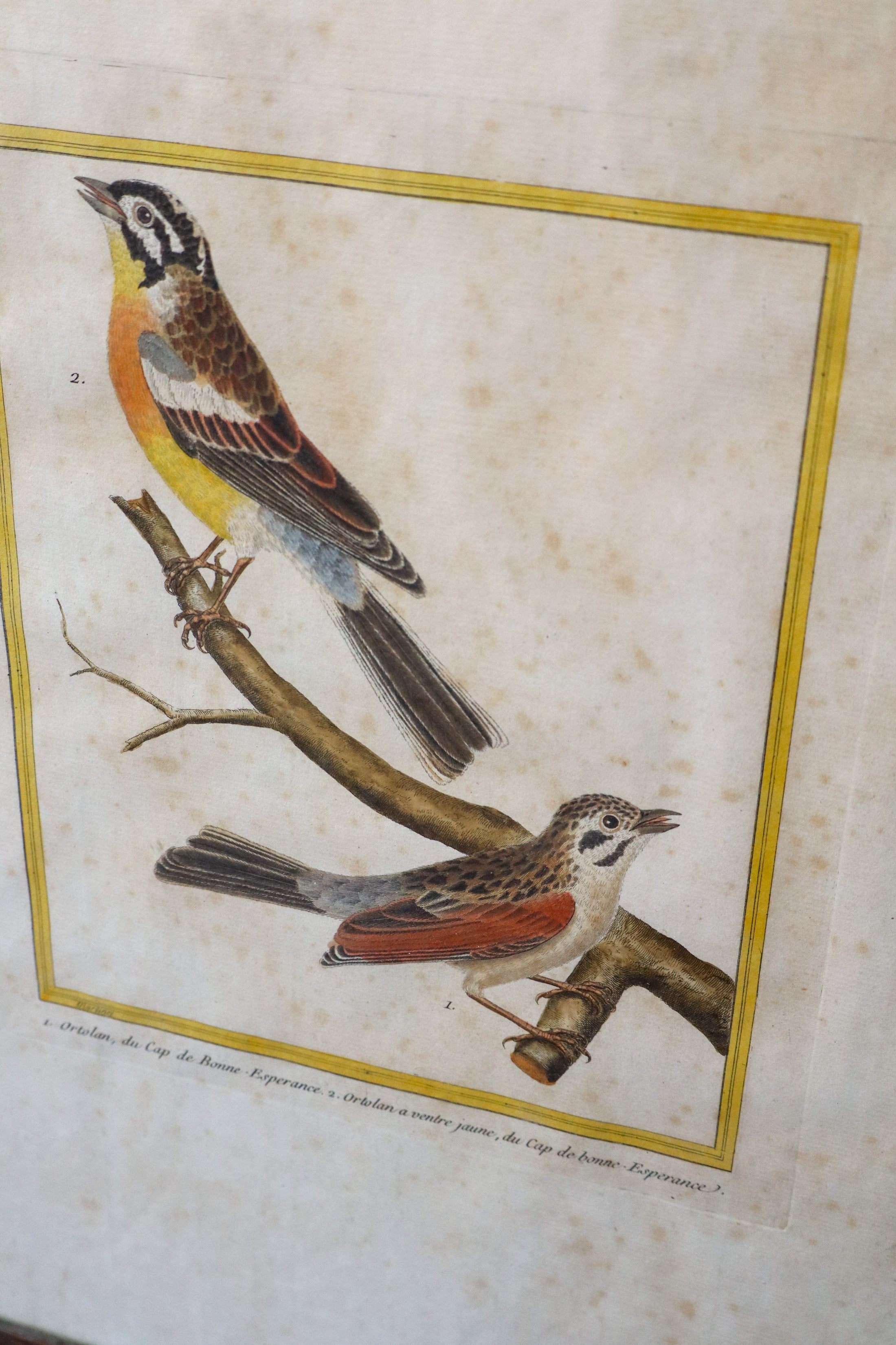 Antique Hand Colored Bird Engraving