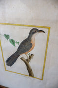 Load image into Gallery viewer, Antique Hand Colored Bird Engraving