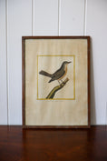 Load image into Gallery viewer, Antique Hand Colored Bird Engraving