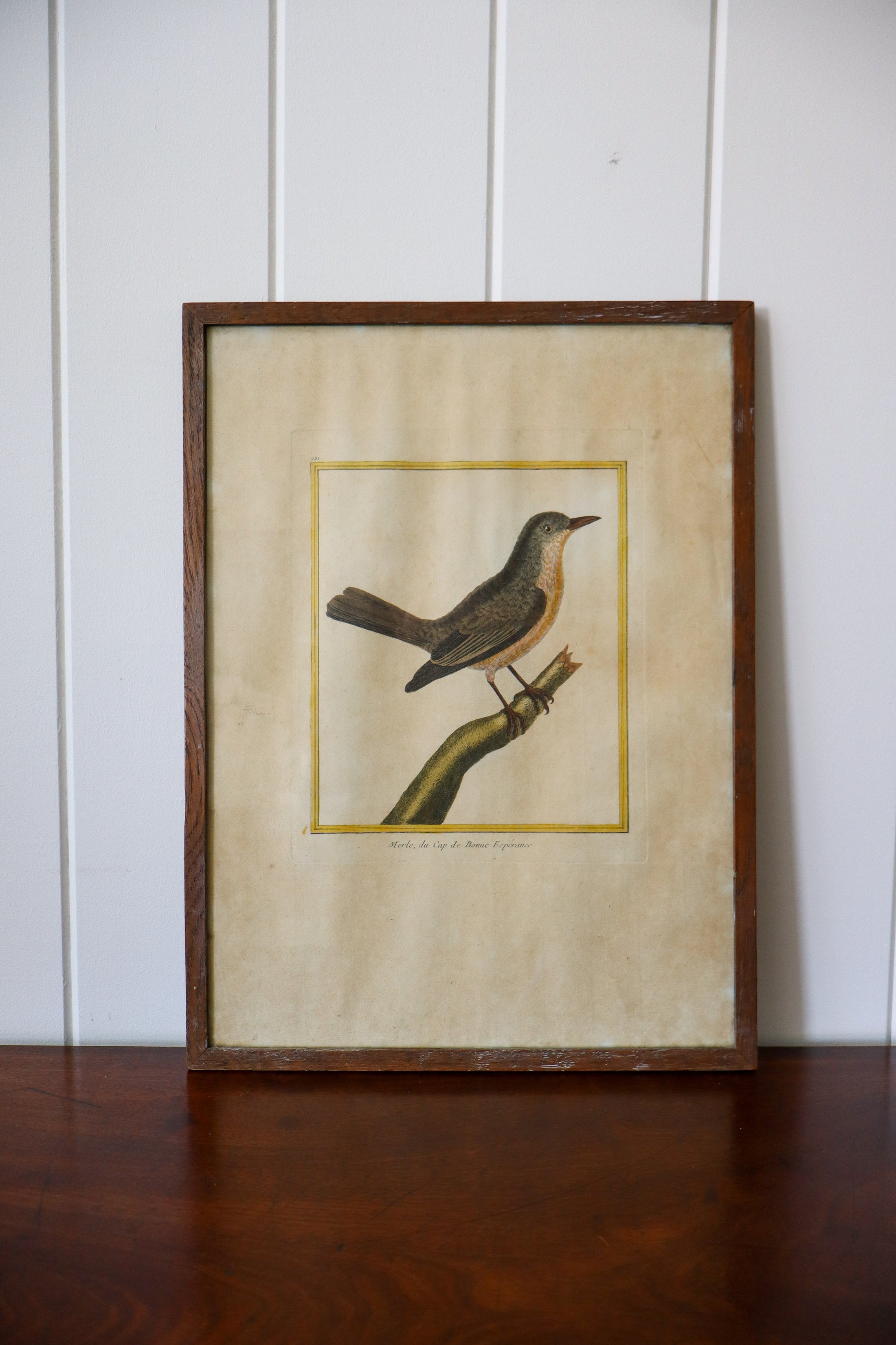 Antique Hand Colored Bird Engraving