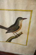 Load image into Gallery viewer, Antique Hand Colored Bird Engraving
