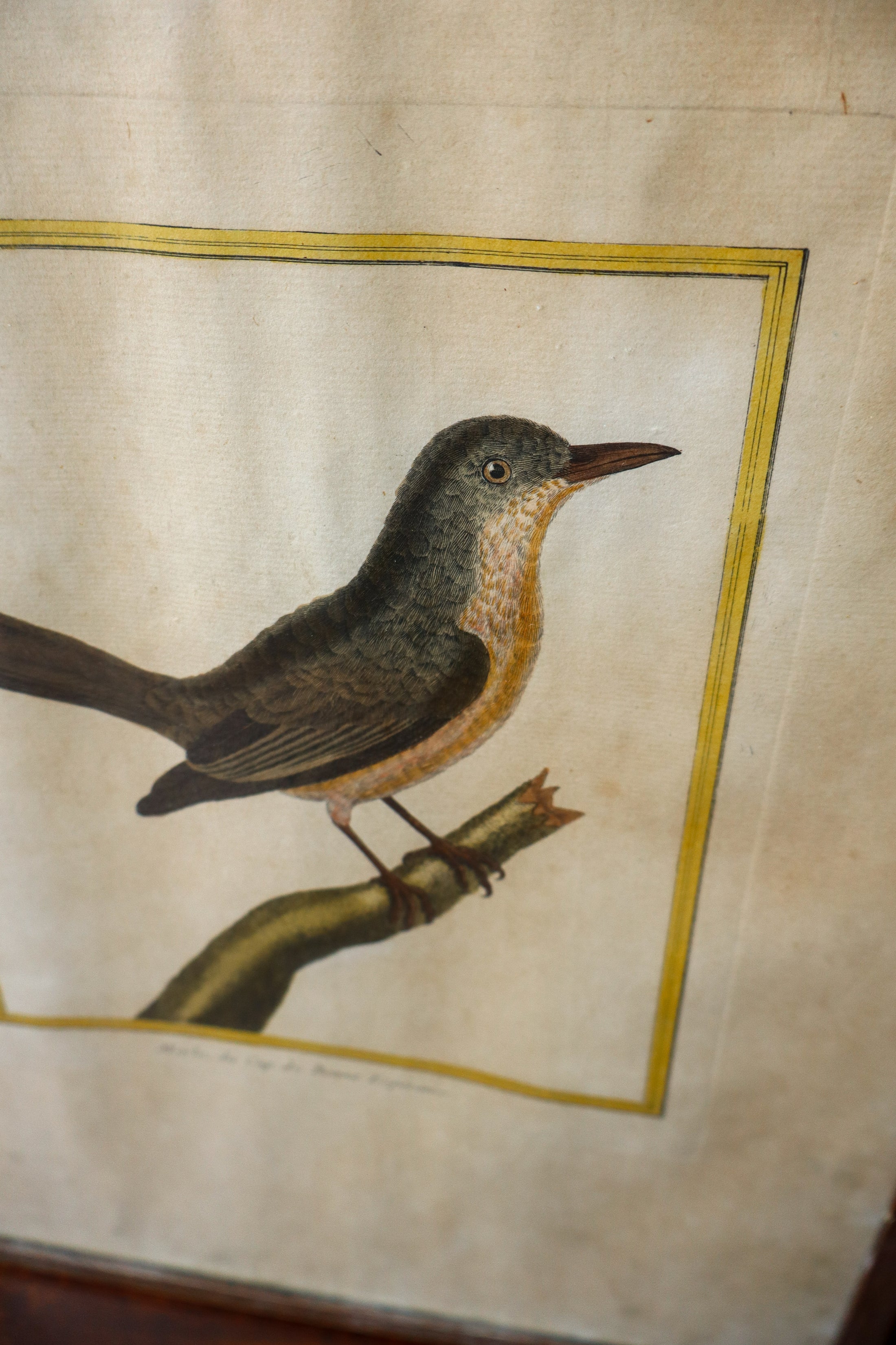 Antique Hand Colored Bird Engraving