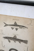 Load image into Gallery viewer, 19th Century Engraving "Recommended Hook Size"