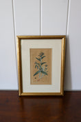 Load image into Gallery viewer, 18th Century English Hand Colored Botanical Book Plate (c. 1720) | Framed in the early 1900s