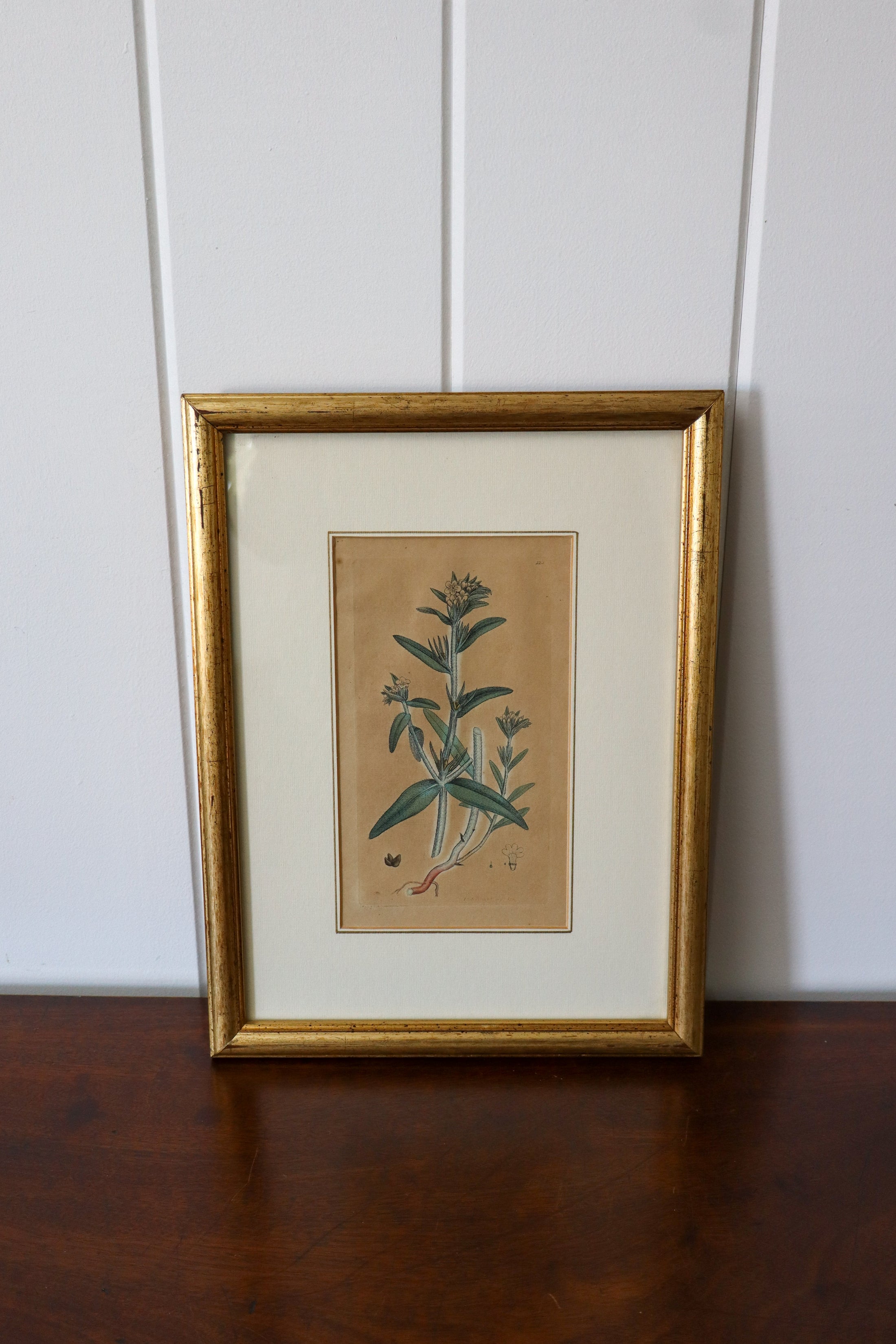 18th Century English Hand Colored Botanical Book Plate (c. 1720) | Framed in the early 1900s