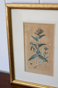 Load image into Gallery viewer, 18th Century English Hand Colored Botanical Book Plate (c. 1720) | Framed in the early 1900s