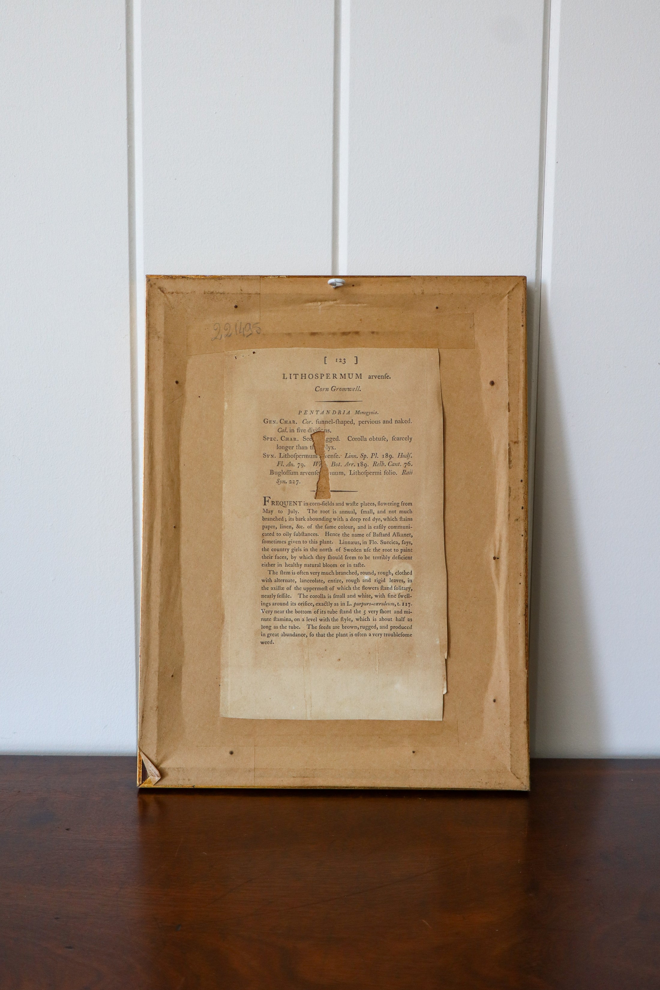 18th Century English Hand Colored Botanical Book Plate (c. 1720) | Framed in the early 1900s
