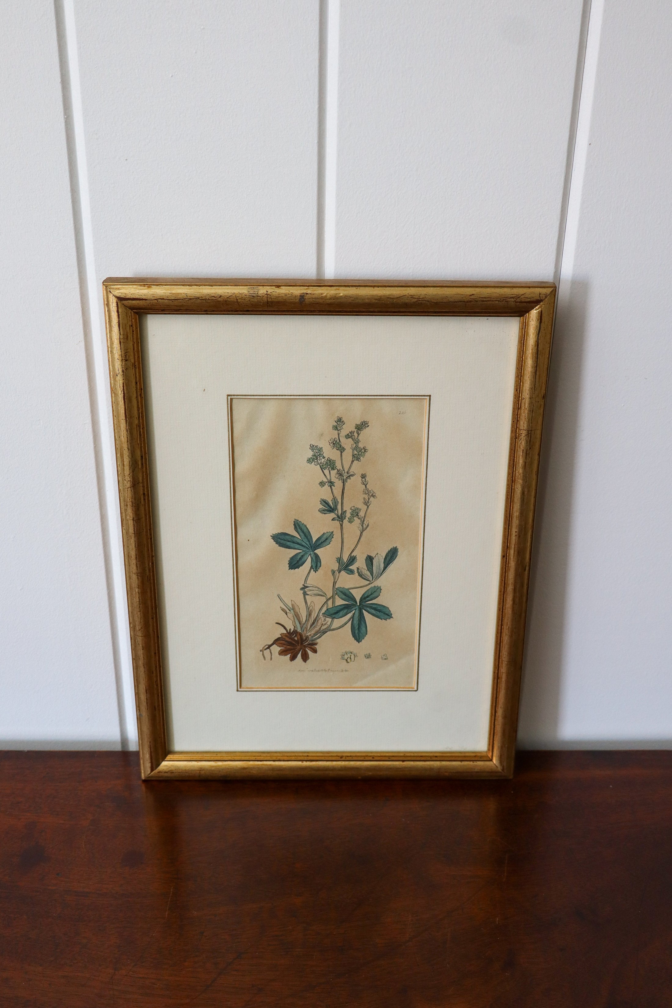 18th Century English Hand Colored Botanical Book Plate (c. 1720) | Framed in the early 1900s
