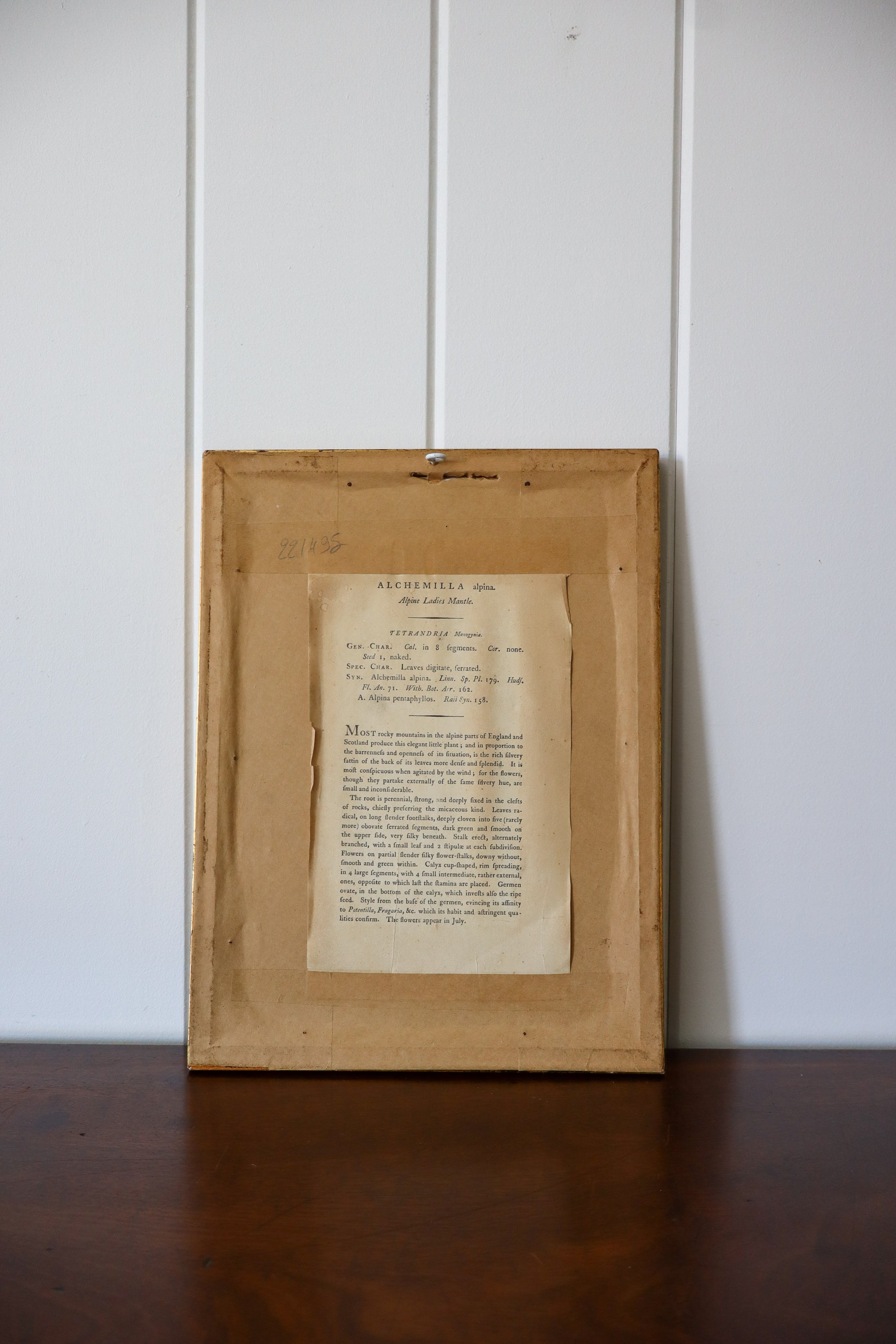 18th Century English Hand Colored Botanical Book Plate (c. 1720) | Framed in the early 1900s