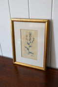 Load image into Gallery viewer, 18th Century English Hand Colored Botanical Book Plate (c. 1720) | Framed in the early 1900s