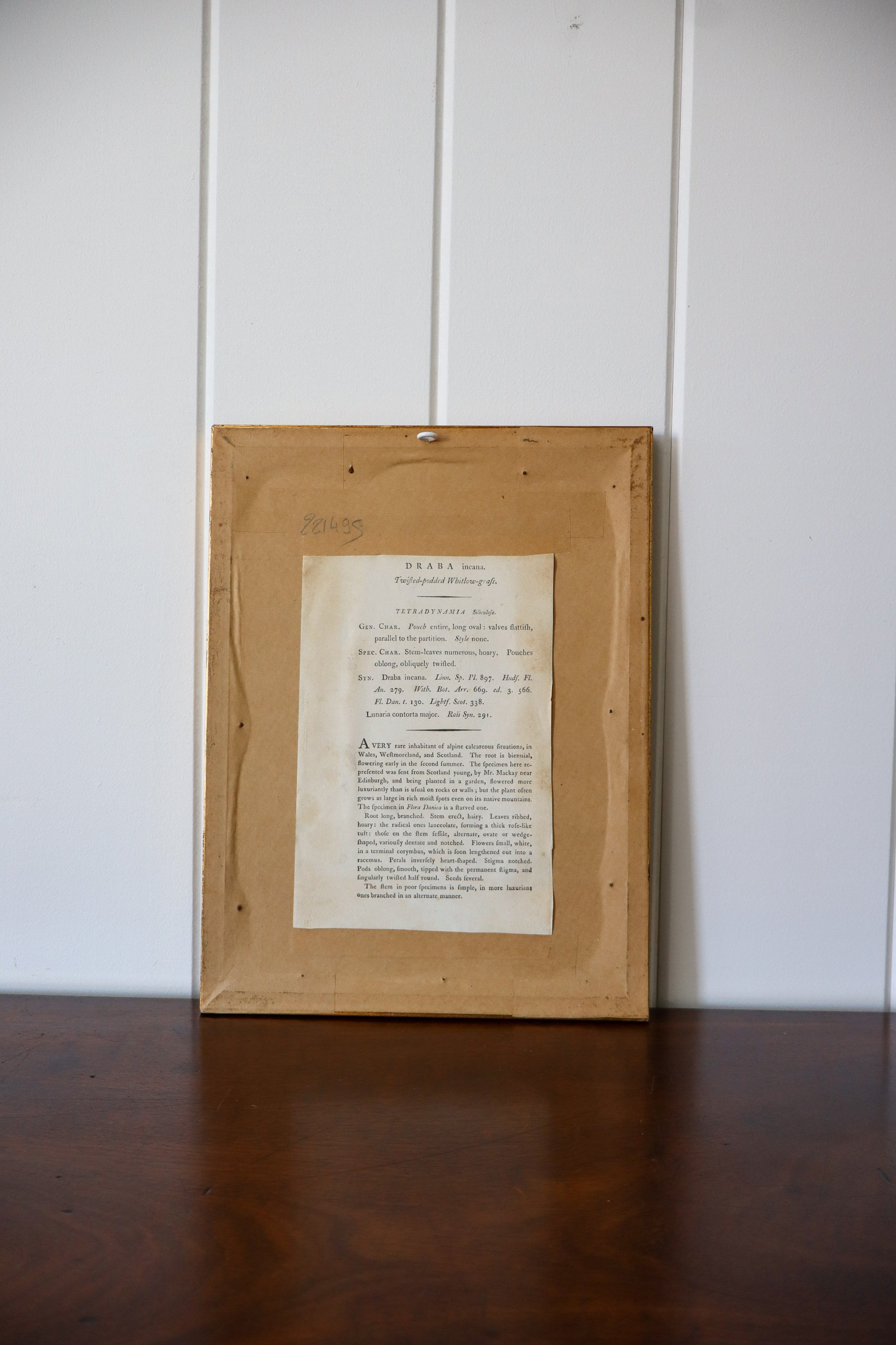 18th Century English Hand Colored Botanical Book Plate (c. 1720) | Framed in the early 1900s