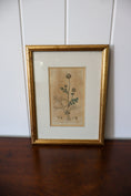 Load image into Gallery viewer, 18th Century English Hand Colored Botanical Book Plate (c. 1720) | Framed in the early 1900s