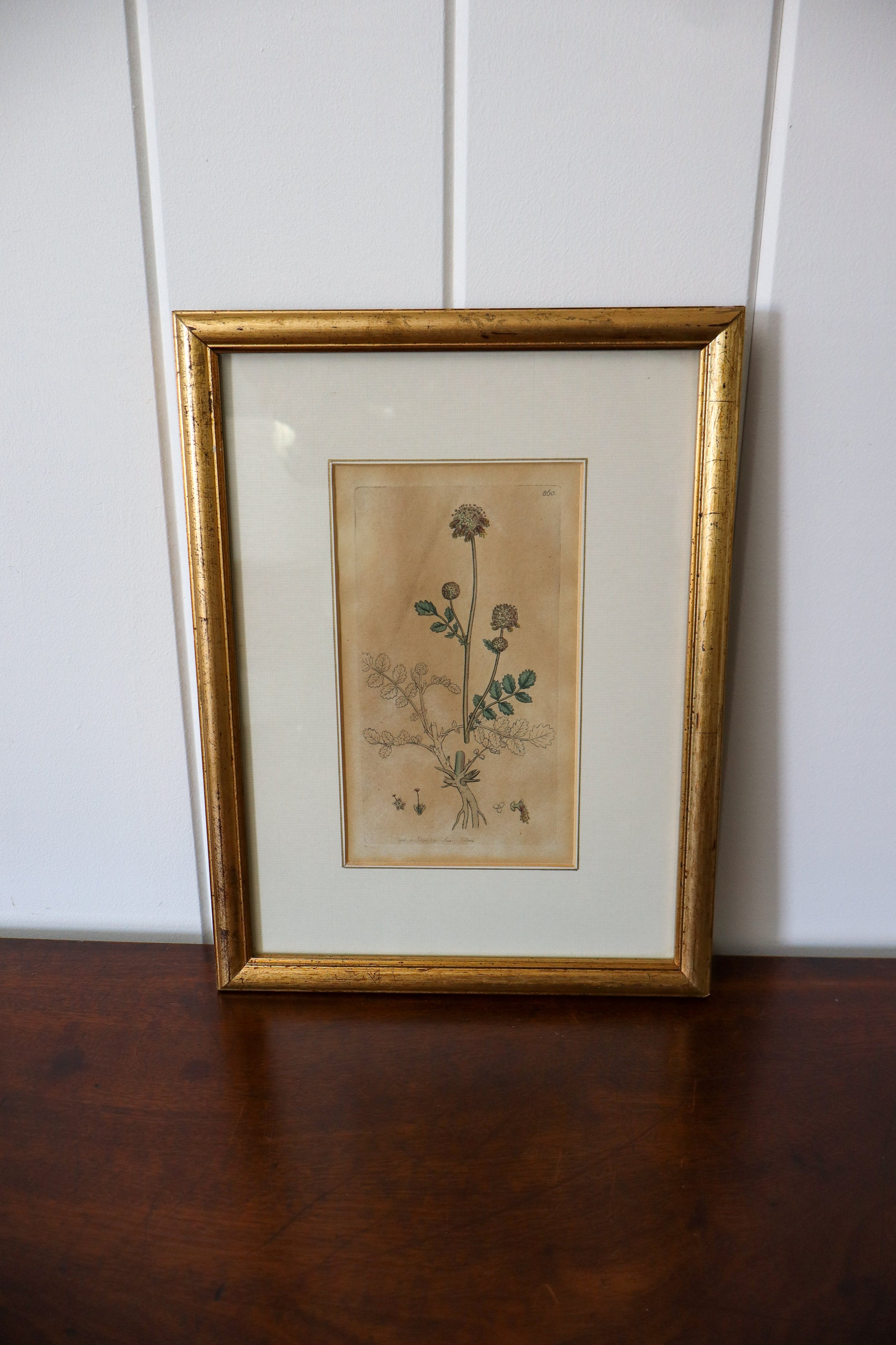 18th Century English Hand Colored Botanical Book Plate (c. 1720) | Framed in the early 1900s
