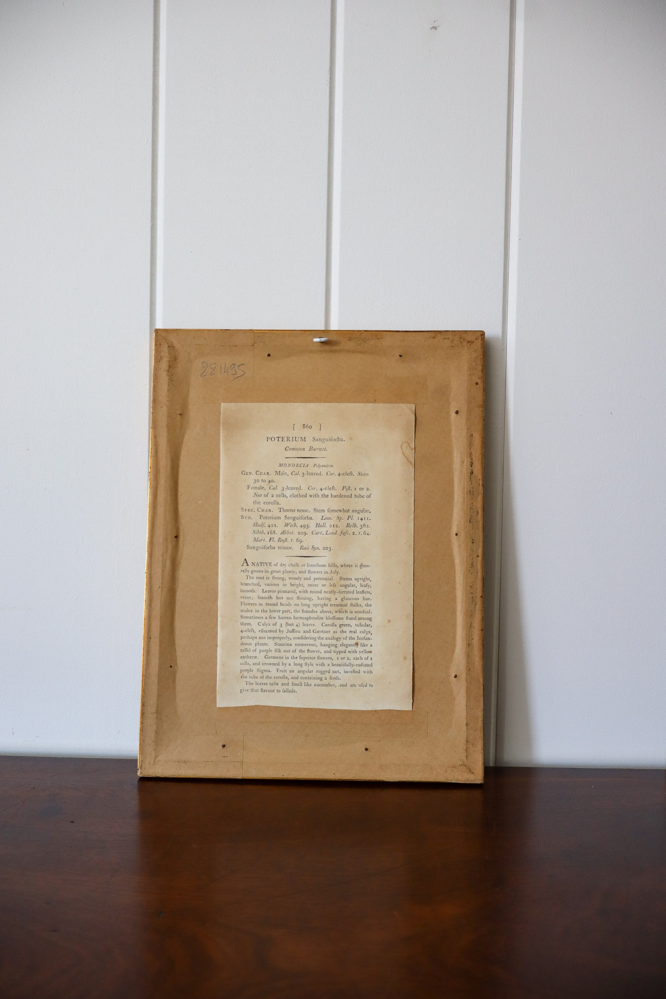 18th Century English Hand Colored Botanical Book Plate (c. 1720) | Framed in the early 1900s
