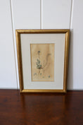 Load image into Gallery viewer, 18th Century English Hand Colored Botanical Book Plate (c. 1720) | Framed in the early 1900s
