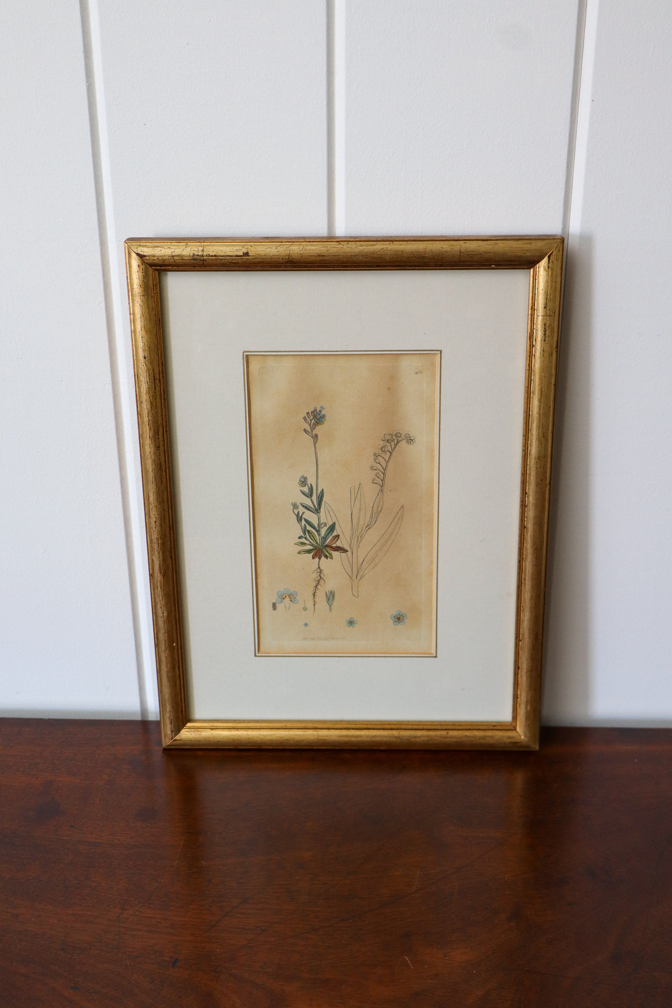18th Century English Hand Colored Botanical Book Plate (c. 1720) | Framed in the early 1900s
