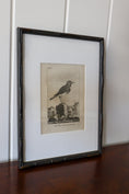 Load image into Gallery viewer, 18th Century Copper Plated Bird Engraving by Buffon in Custom Faux Bamboo Frame (c. 1790)