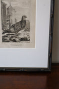 Load image into Gallery viewer, 18th Century Copper Plated Bird Engraving by Buffon in Custom Faux Bamboo Frame (c. 1790)