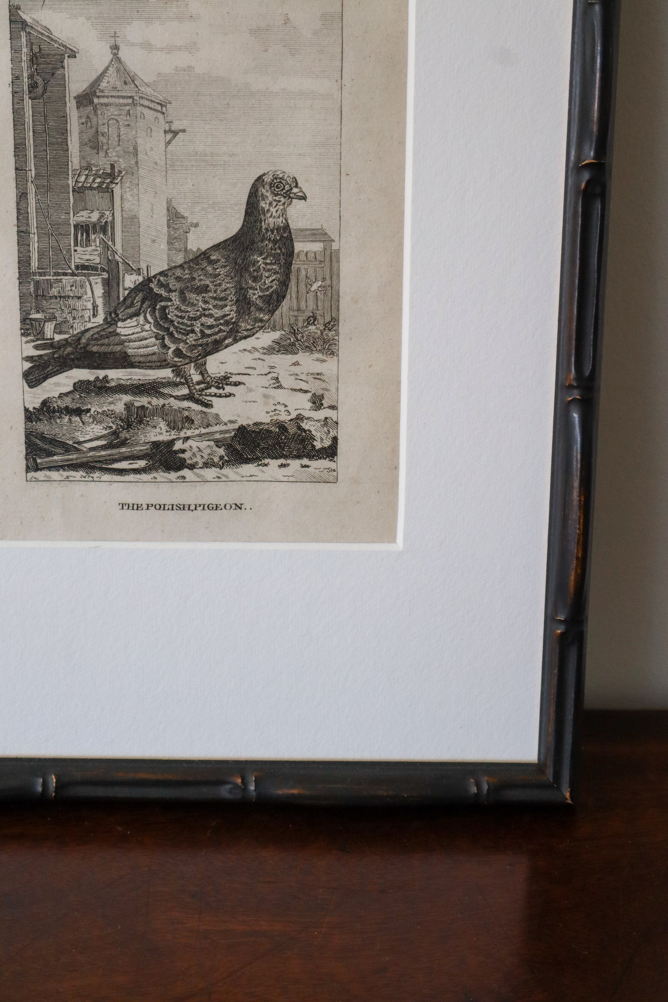 18th Century Copper Plated Bird Engraving by Buffon in Custom Faux Bamboo Frame (c. 1790)