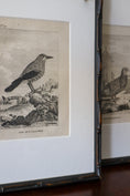 Load image into Gallery viewer, 18th Century Copper Plated Bird Engraving by Buffon in Custom Faux Bamboo Frame (c. 1790)