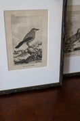 Load image into Gallery viewer, 18th Century Copper Plated Bird Engraving by Buffon in Custom Faux Bamboo Frame (c. 1790)