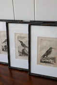 Load image into Gallery viewer, 18th Century Copper Plated Bird Engraving by Buffon in Custom Faux Bamboo Frame (c. 1790)