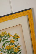 Load image into Gallery viewer, SET OF 4 | Antique Hand Colored Botanical Engravings (c.1846) | Float Mounted In Contemporary Yellow Frames
