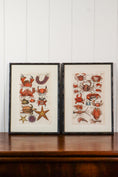 Load image into Gallery viewer, PAIR of 17th Century Hand Colored Crustacean Engraving (c. 1654) | in Contemporary Black Bamboo Frames
