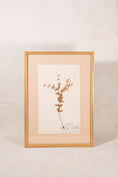 Load image into Gallery viewer, Framed Herbarium (Finland, c. 1928-30) Float Mount in Custom Burl Frame