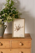 Load image into Gallery viewer, Framed Herbarium (Finland, c. 1928-30) in Custom Beaded Champagne Frame