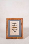 Load image into Gallery viewer, Late 19th Century British Hand Colored Natural History Engraving Fish (c. 1880s)