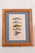 Load image into Gallery viewer, Late 19th Century British Hand Colored Natural History Engraving Fish (c. 1880s)