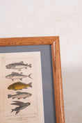 Load image into Gallery viewer, Late 19th Century British Hand Colored Natural History Engraving Fish (c. 1880s)