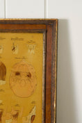 Load image into Gallery viewer, Early 20th Century English School Anatomy Prints with Walnut Frames + Inner Gilt