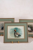 Load image into Gallery viewer, SET of 3 Signed Duck Prints with Green Mats
