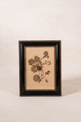 Load image into Gallery viewer, PAIR Swedish Herbariums in Black + Gilt Frames (d.1953)