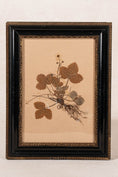 Load image into Gallery viewer, PAIR Swedish Herbariums in Black + Gilt Frames (d.1953)