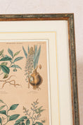 Load image into Gallery viewer, SET of 4 | Framed Antique English Hand Colored Botanical Engravings
