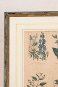 Load image into Gallery viewer, SET of 4 | Framed Antique English Hand Colored Botanical Engravings